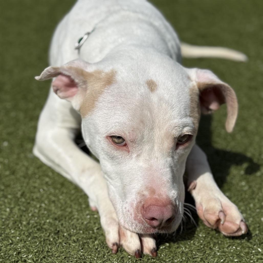 Enlarge Frenzie, a Adoptable mixed breed in Greensboro, NC image 1/6