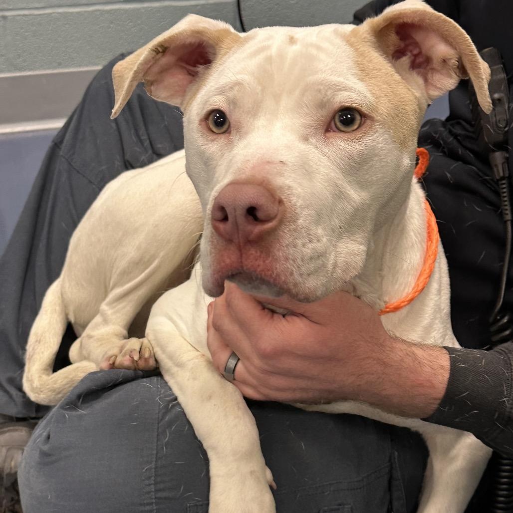 Enlarge Frenzie, a Adoptable mixed breed in Greensboro, NC image 4/6