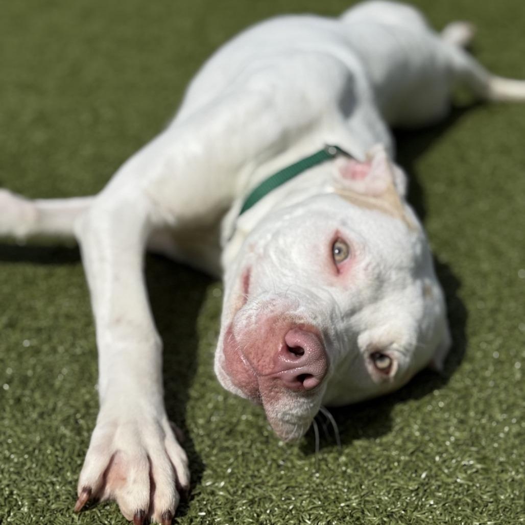 Enlarge Frenzie, a Adoptable mixed breed in Greensboro, NC image 2/6