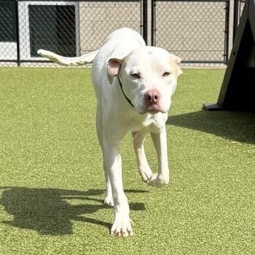 Enlarge Frenzie, a Adoptable mixed breed in Greensboro, NC image 3/6