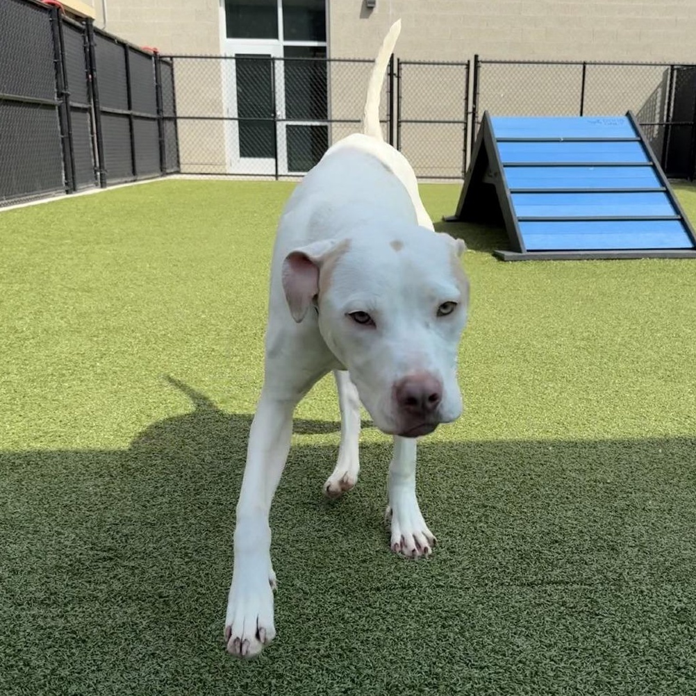 Enlarge Frenzie, a Adoptable mixed breed in Greensboro, NC image 6/6