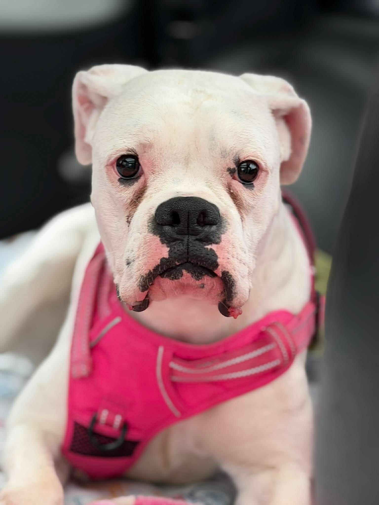 Diamond *In a Foster-to-Adopt Home *, Adoptable, Adult Female Boxer.