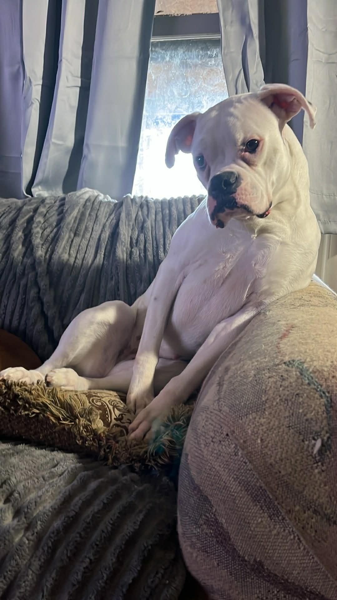 Enlarge Diamond *In a Foster-to-Adopt Home *, a Adoptable Boxer in Woodbury, MN image 2/2