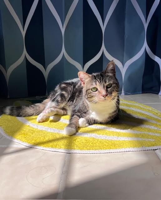 Bizzie, Adoptable, Kitten Female Domestic Short Hair.
