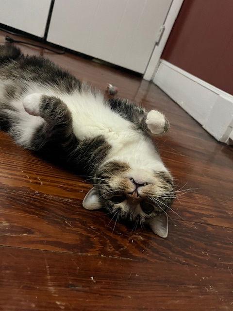 Bizzie, a Adoptable Domestic Short Hair in Newport, KY image 2/3