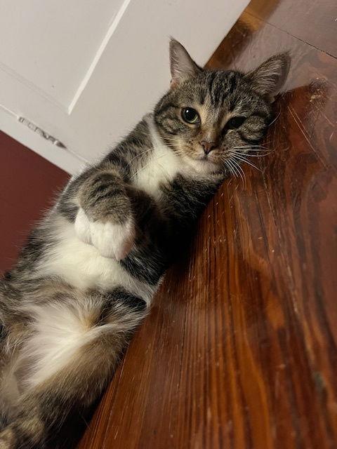 Bizzie, a Adoptable Domestic Short Hair in Newport, KY image 3/3