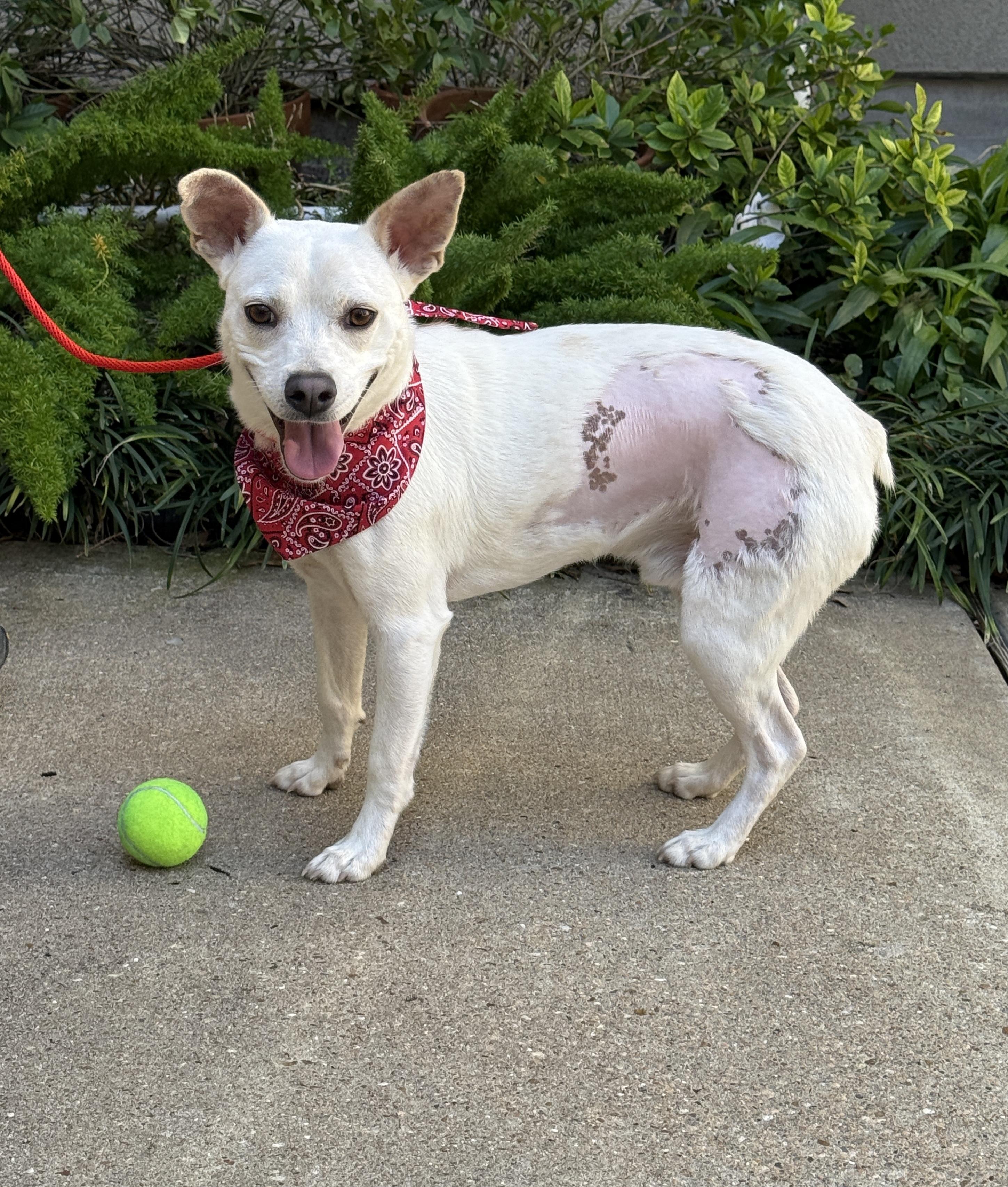 Ripley, an adoptable Corgi, Rat Terrier in Houston, TX, 77002 | Photo Image 2