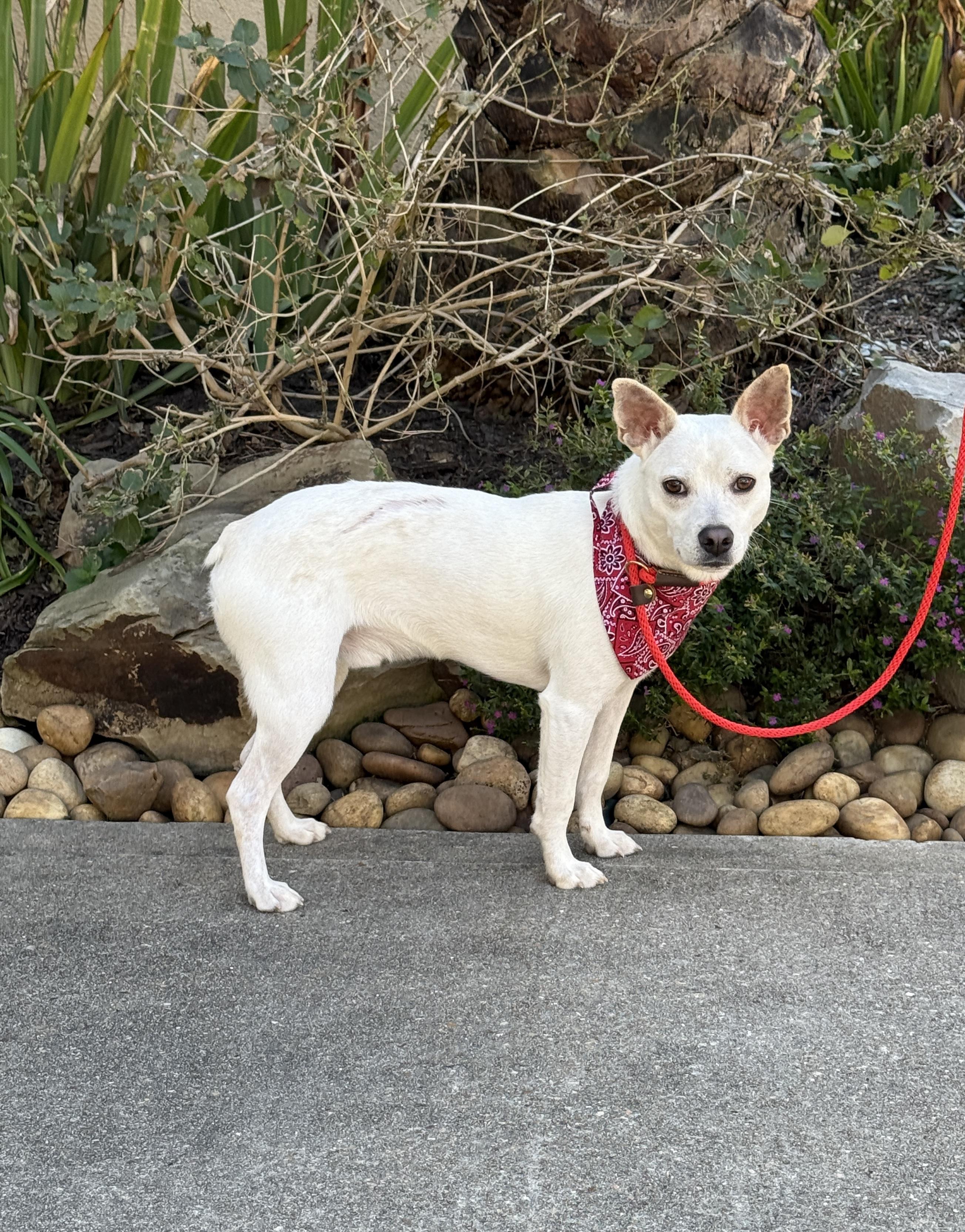 Ripley, a Adoptable mixed breed in Houston, TX image 5/6