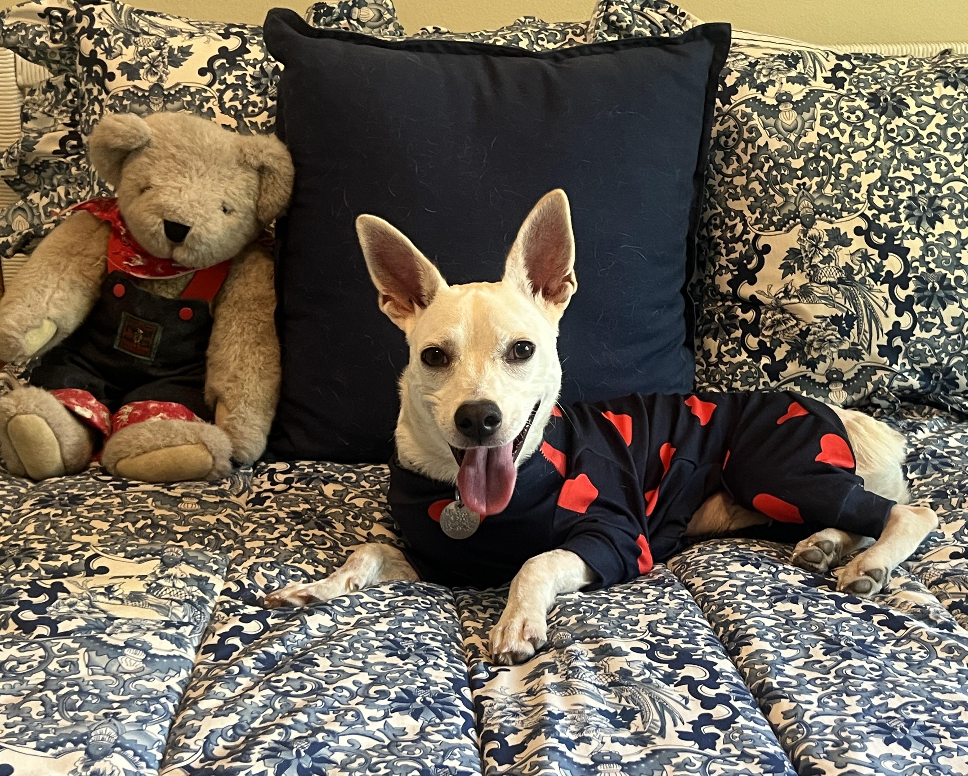 Ripley, an adoptable Corgi, Rat Terrier in Houston, TX, 77002 | Photo Image 4