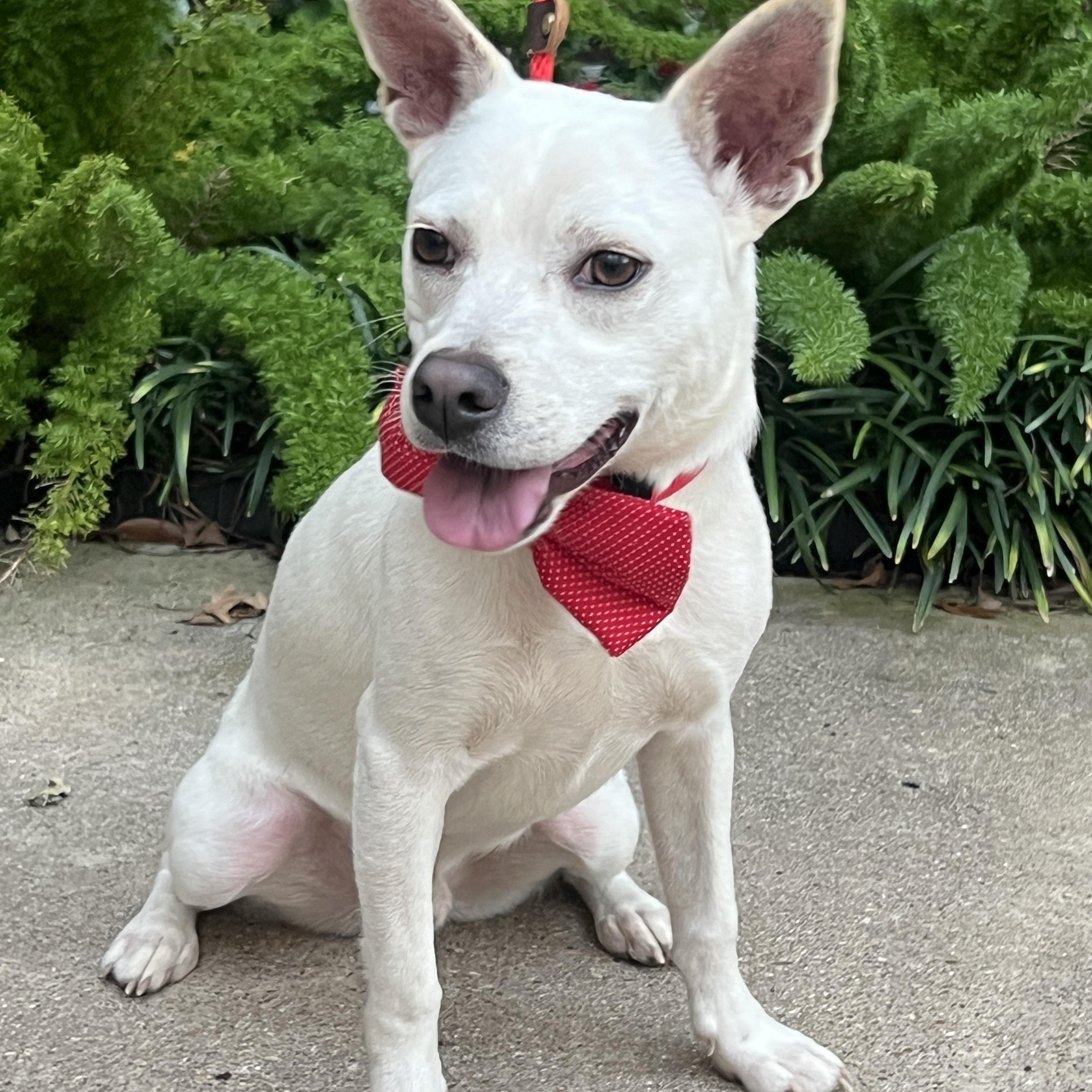 Ripley, an adoptable Corgi, Rat Terrier in Houston, TX, 77002 | Photo Image 1