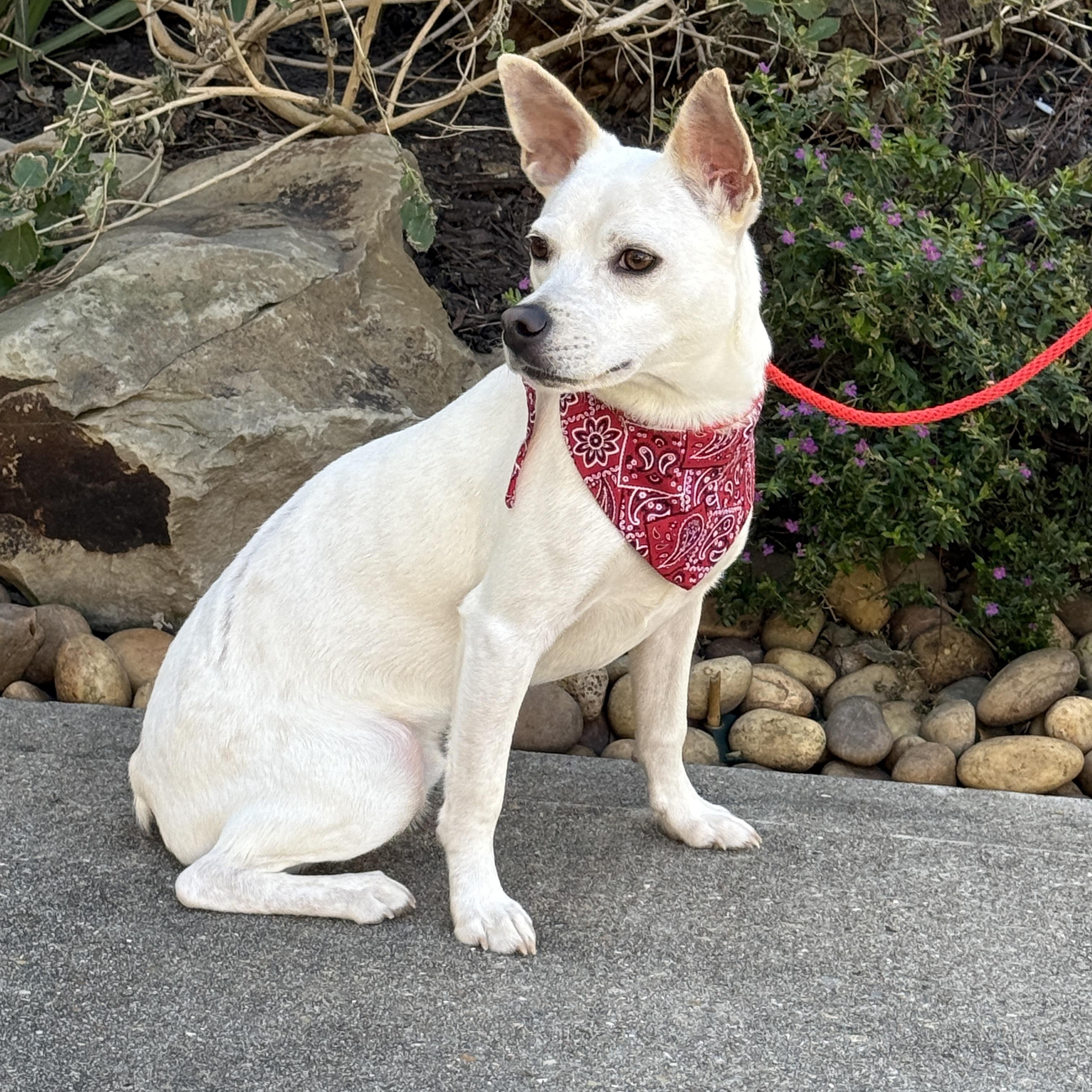 Ripley, an adoptable Corgi, Rat Terrier in Houston, TX, 77002 | Photo Image 3