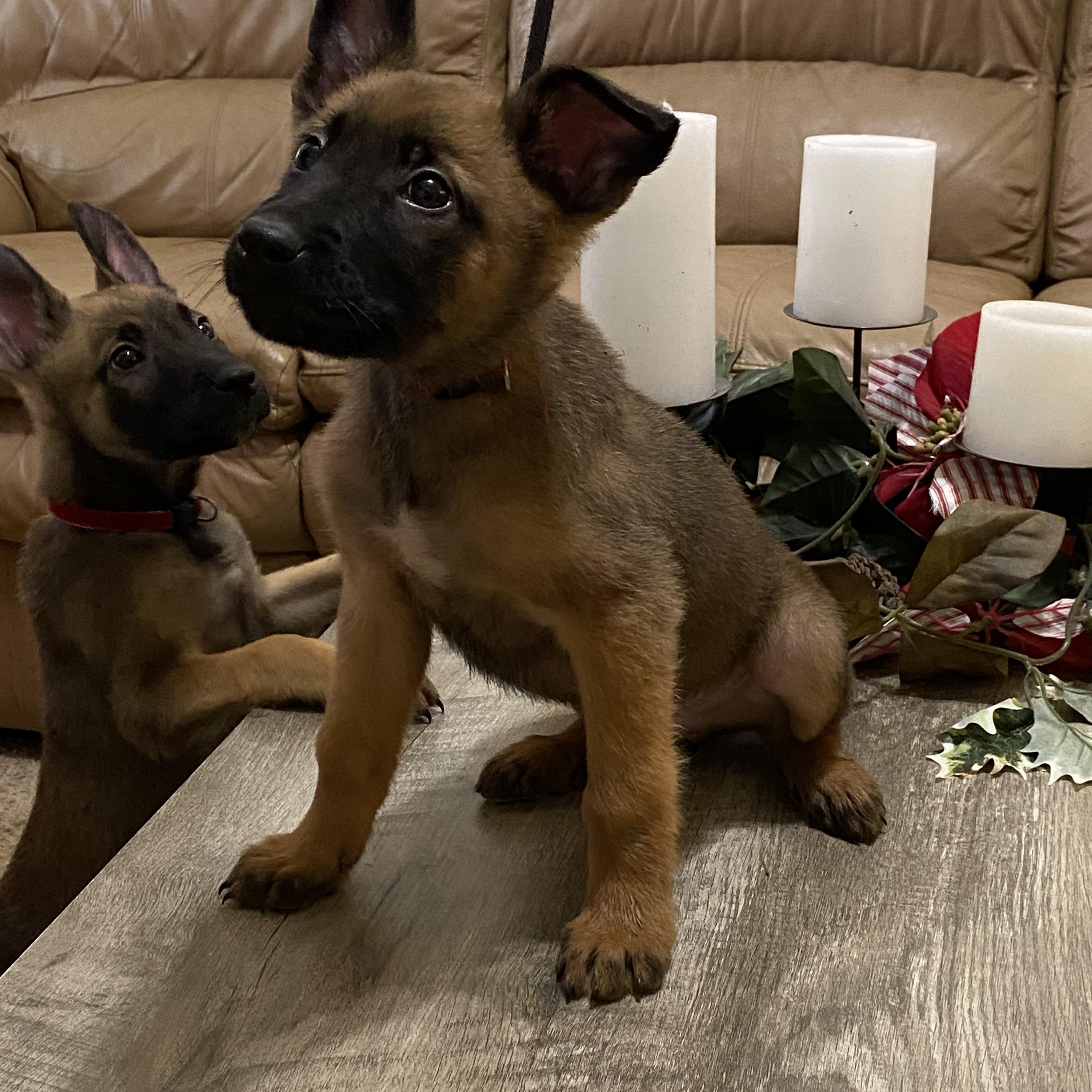 Malinois Puppies - Males, Adoptable, Puppy Male Belgian Shepherd / Malinois & Dutch Shepherd.