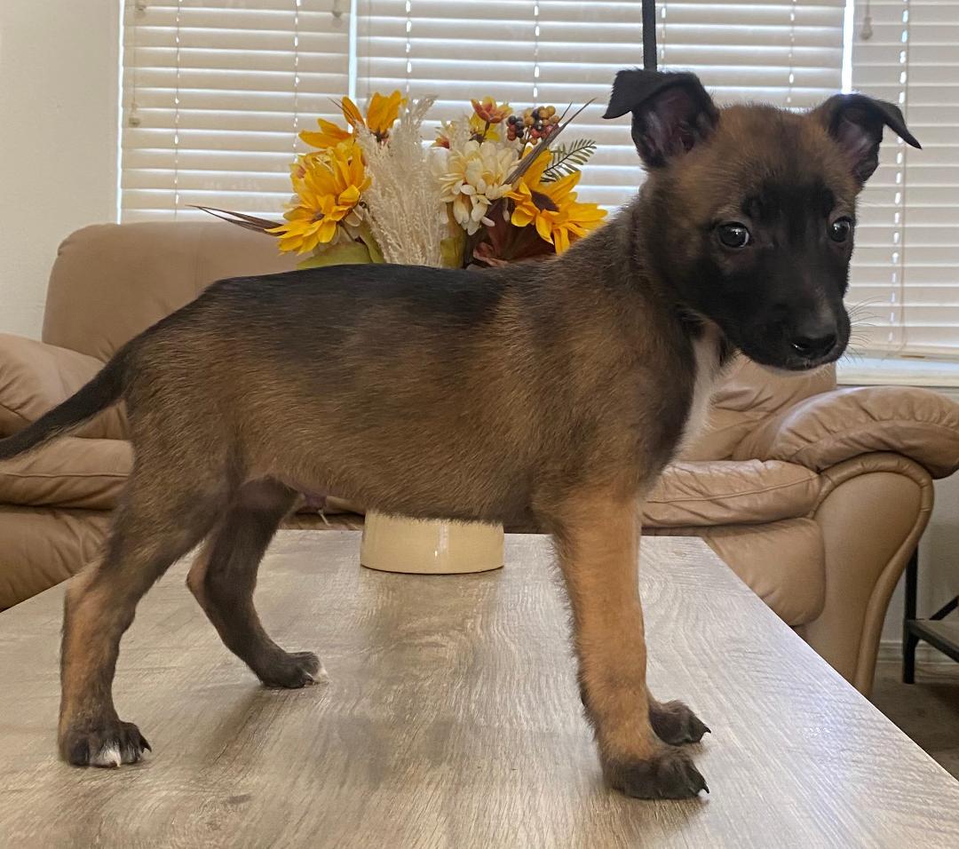 Enlarge Malinois Puppies - Males, a Adoptable mixed breed in Kuna, ID image 1/3
