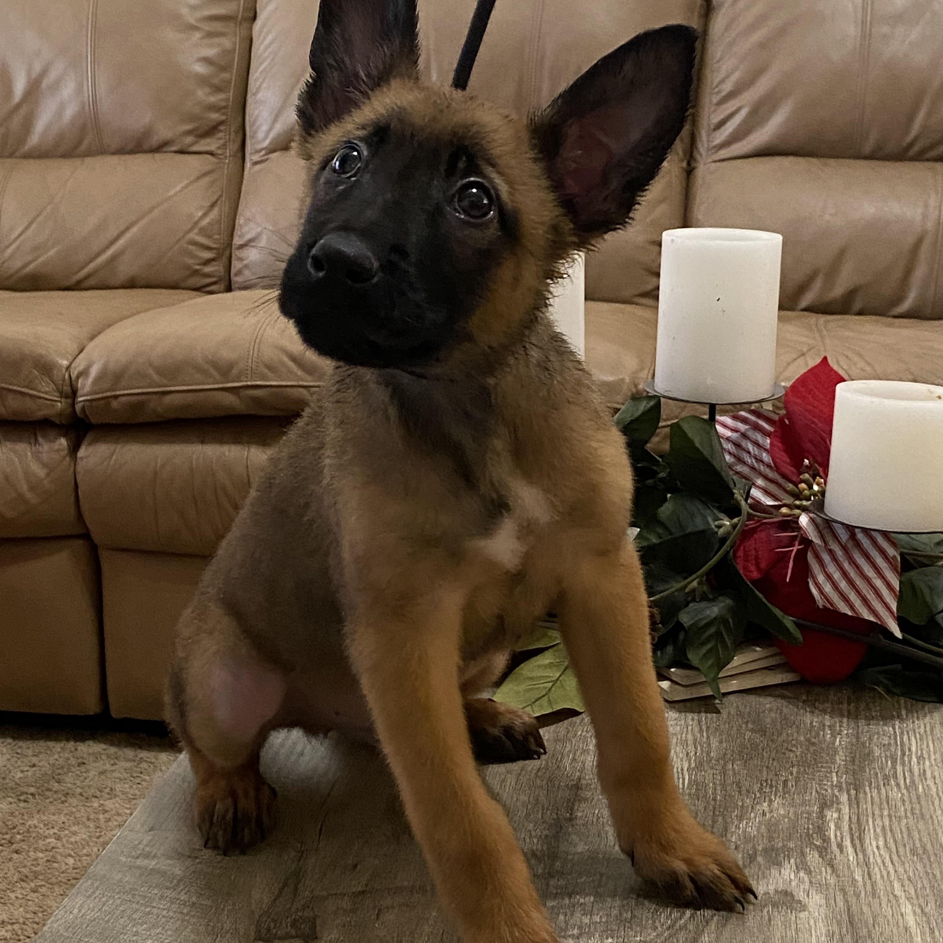 Enlarge Loki, an adopted mixed breed in Kuna, ID image 1/1