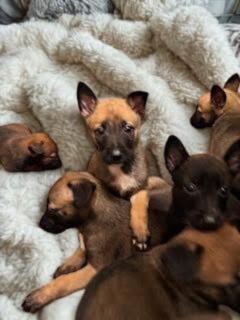 Malinois Puppies, Adoptable, Puppy Male Belgian Shepherd / Malinois.