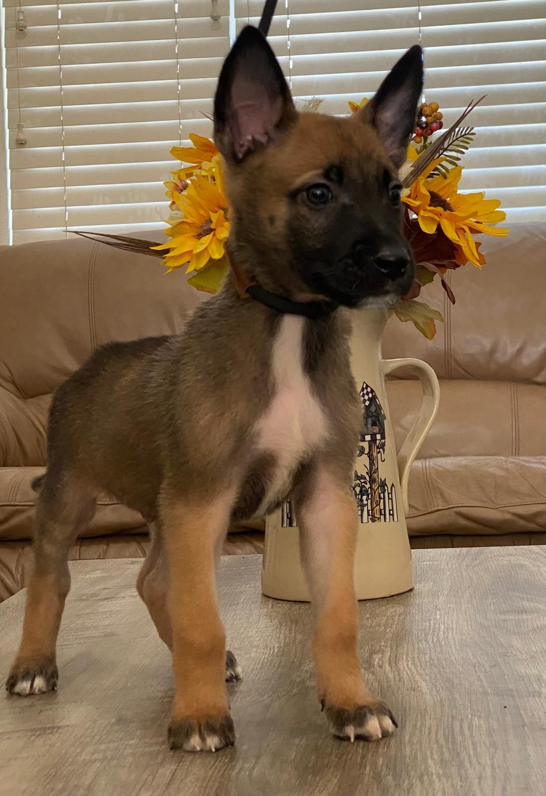 Enlarge Malinois Puppies - Males, a Adoptable mixed breed in Kuna, ID image 3/3
