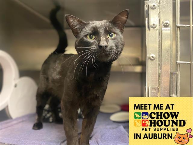 GOLIATH, Adoptable, Adult Male Domestic Short Hair.