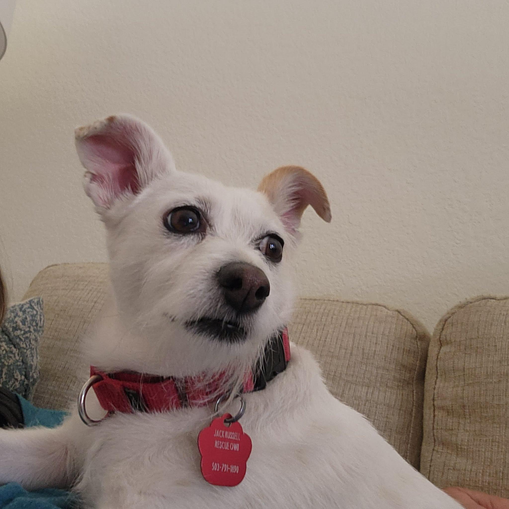 Enlarge Posh, a ADOPTABLE Jack Russell Terrier in Clatskanie, OR image 1/5