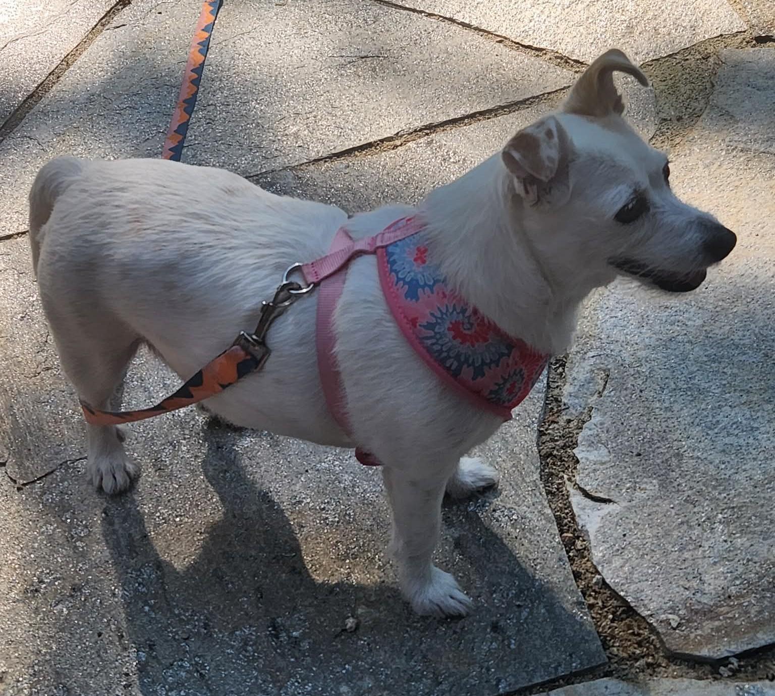 Enlarge Posh, a ADOPTABLE Jack Russell Terrier in Clatskanie, OR image 2/5