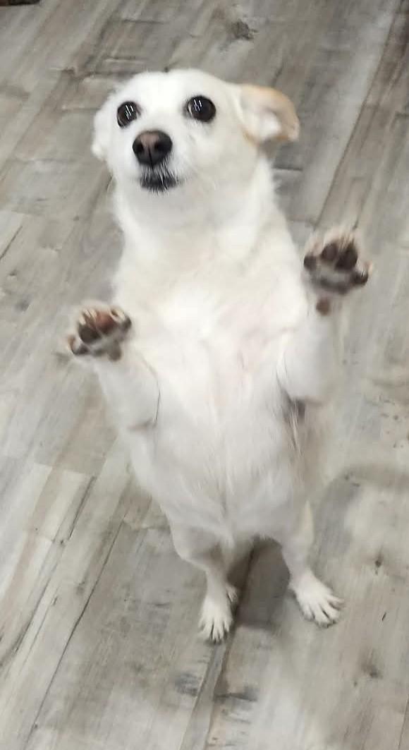 Enlarge Posh, a ADOPTABLE Jack Russell Terrier in Clatskanie, OR image 5/5