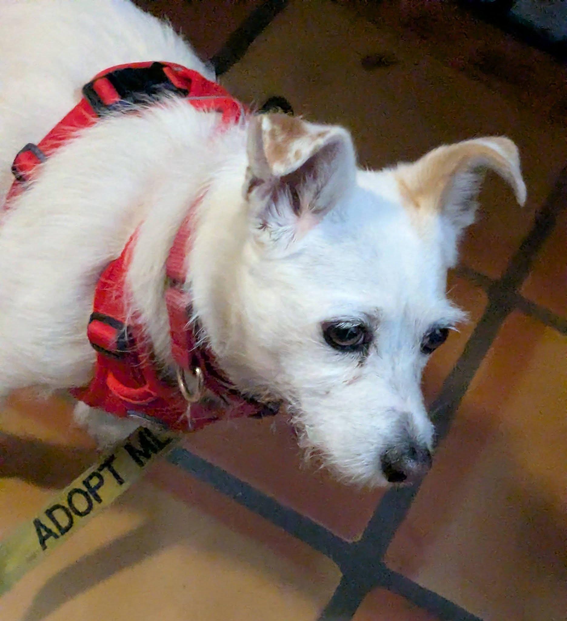 Enlarge Posh, a Adoptable Jack Russell Terrier in Clatskanie, OR image 6/6