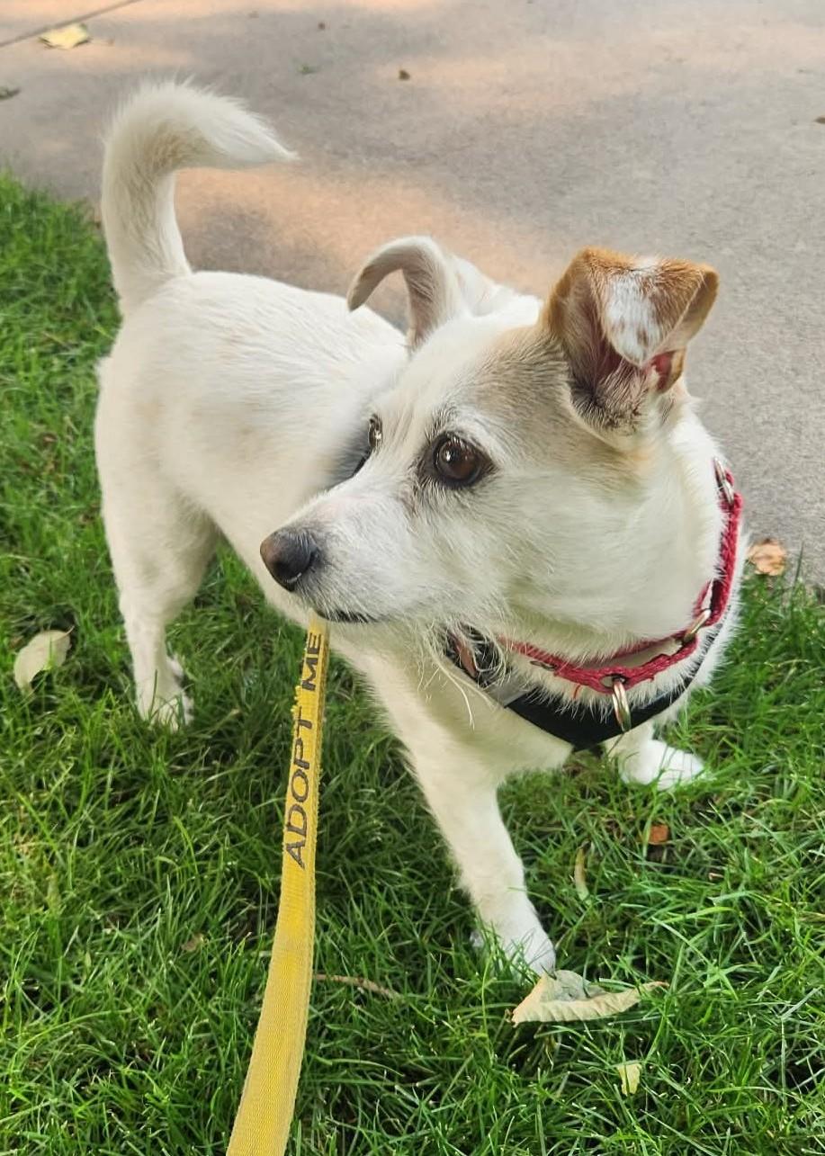Enlarge Posh, a ADOPTABLE Jack Russell Terrier in Clatskanie, OR image 3/5