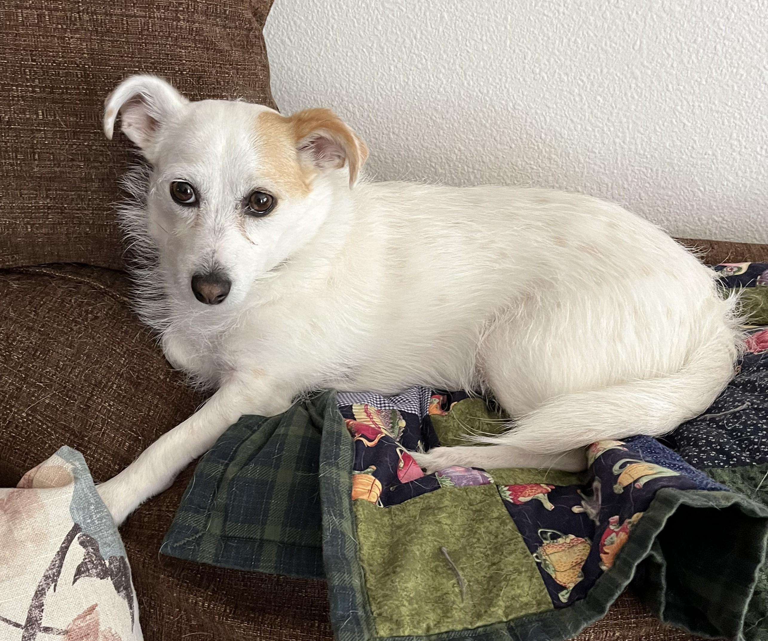 Enlarge Posh, a ADOPTABLE Jack Russell Terrier in Clatskanie, OR image 4/5