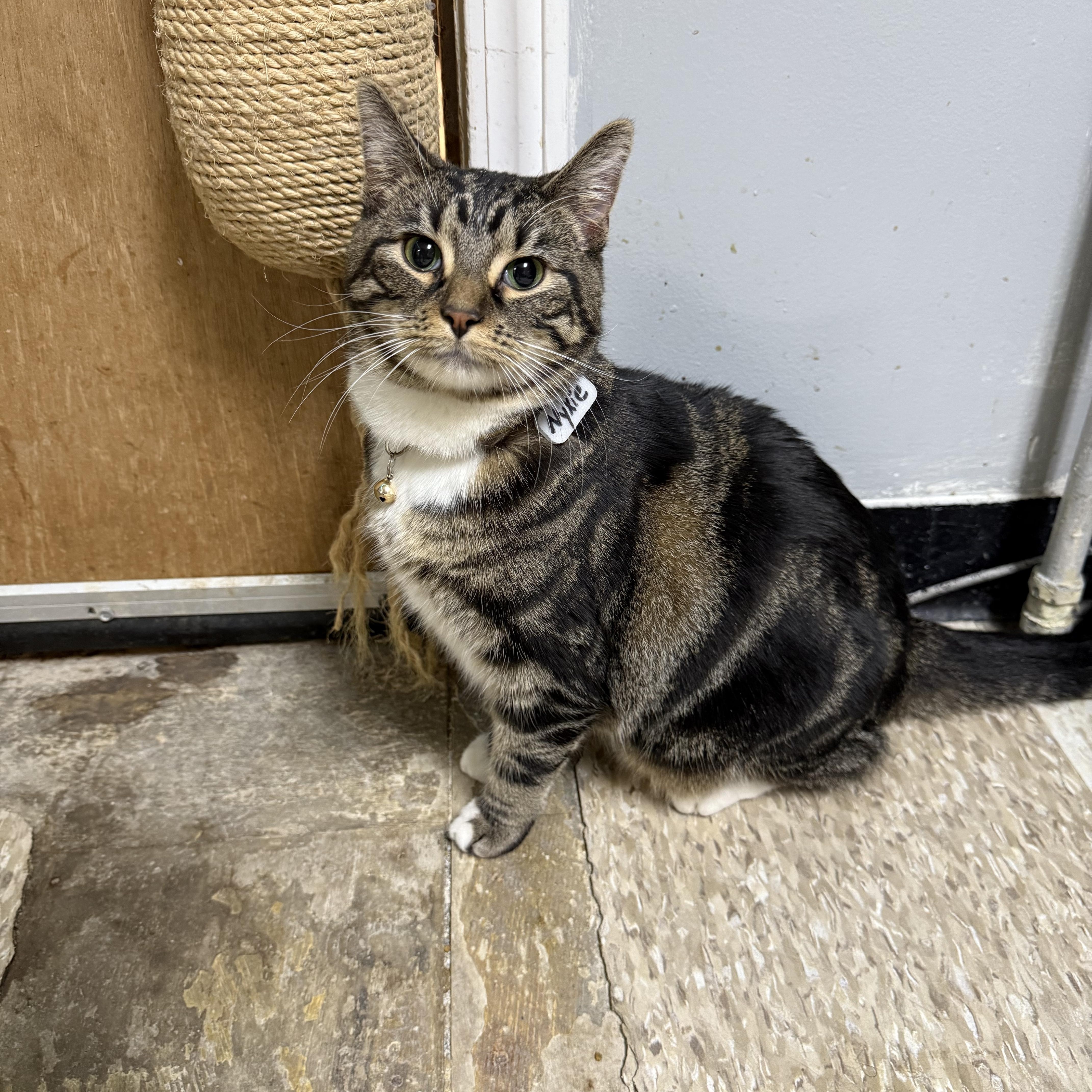 Enlarge Nyxie, a Adoptable Domestic Short Hair in Momence, IL image 2/3