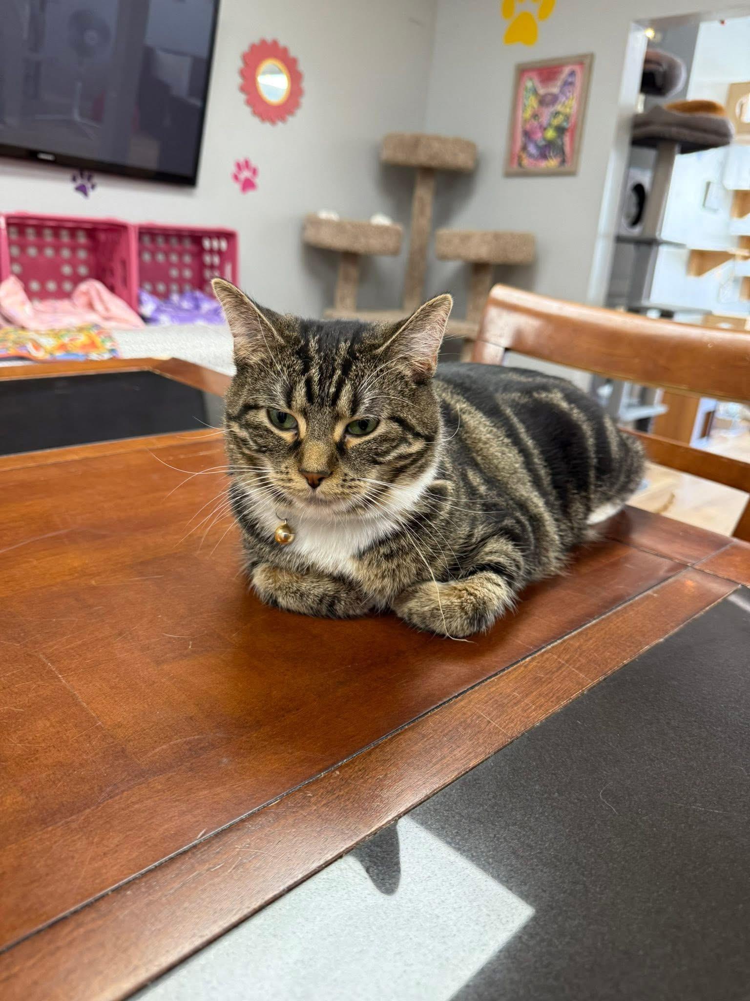 Nyxie, Adoptable, Adult Female Domestic Short Hair.