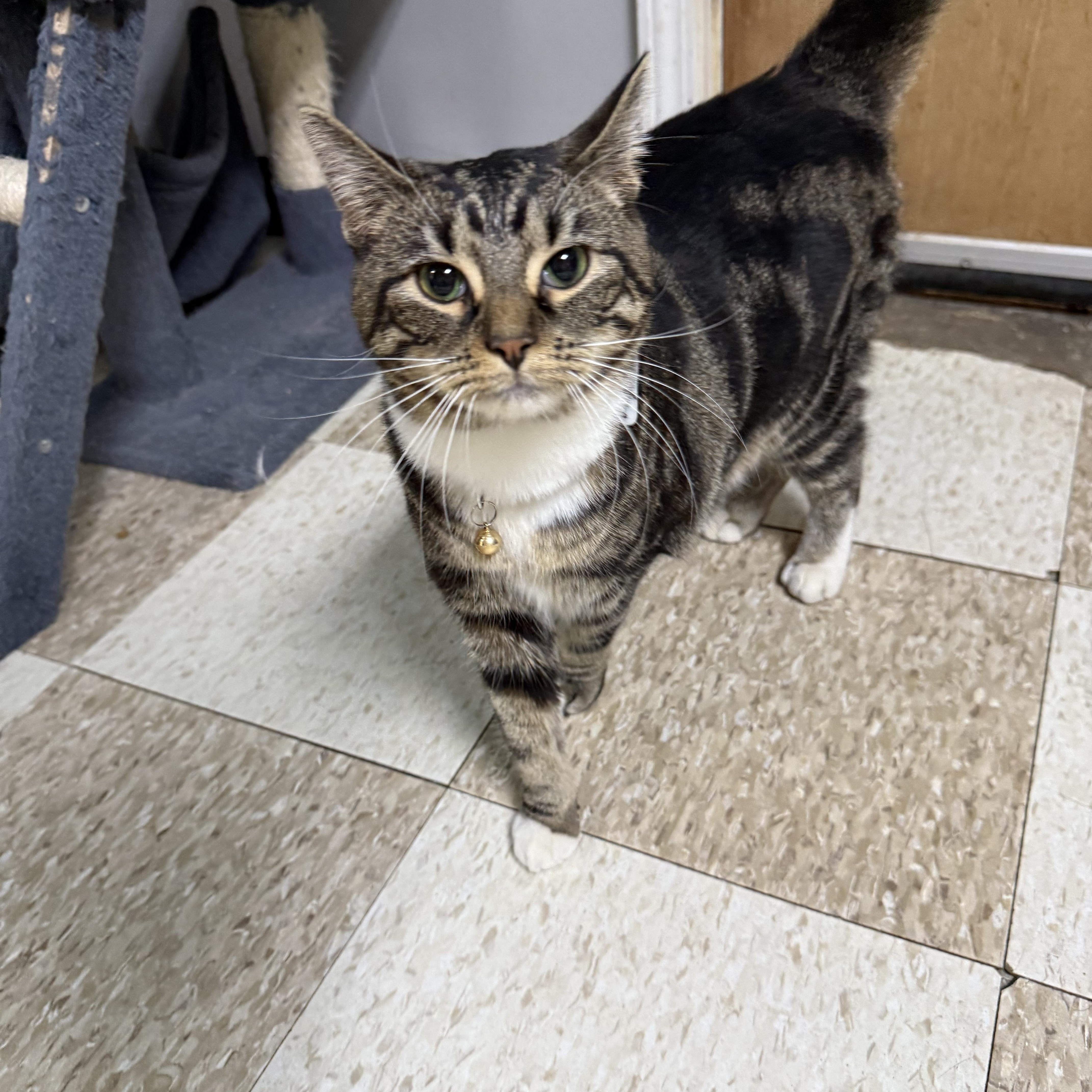 Enlarge Nyxie, a Adoptable Domestic Short Hair in Momence, IL image 3/3