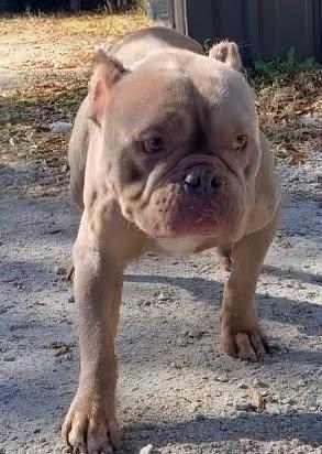 Enlarge HAMBONE, a Adoptable Pit Bull Terrier in Chester, SC image 1/1