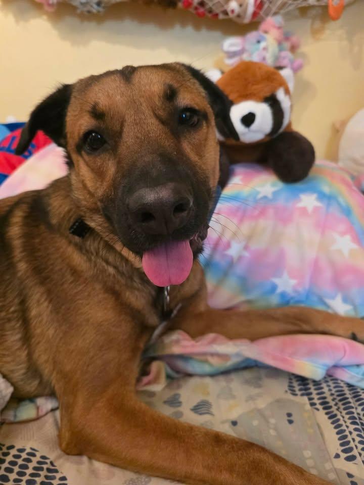 Enlarge Hudson, a ADOPTABLE mixed breed in Albion, NY image 1/3