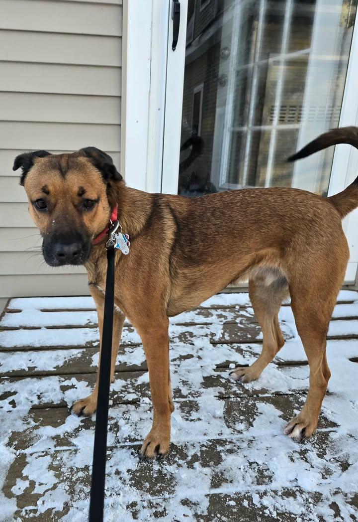 Enlarge Hudson, a ADOPTABLE mixed breed in Albion, NY image 3/3