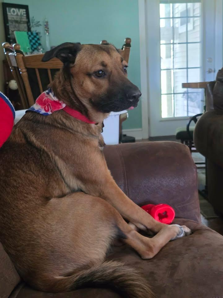 Enlarge Hudson, a ADOPTABLE mixed breed in Albion, NY image 2/3