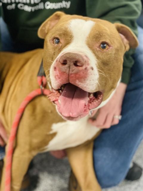 REMO, Adoptable, Adult Male American Staffordshire Terrier & Mixed Breed.