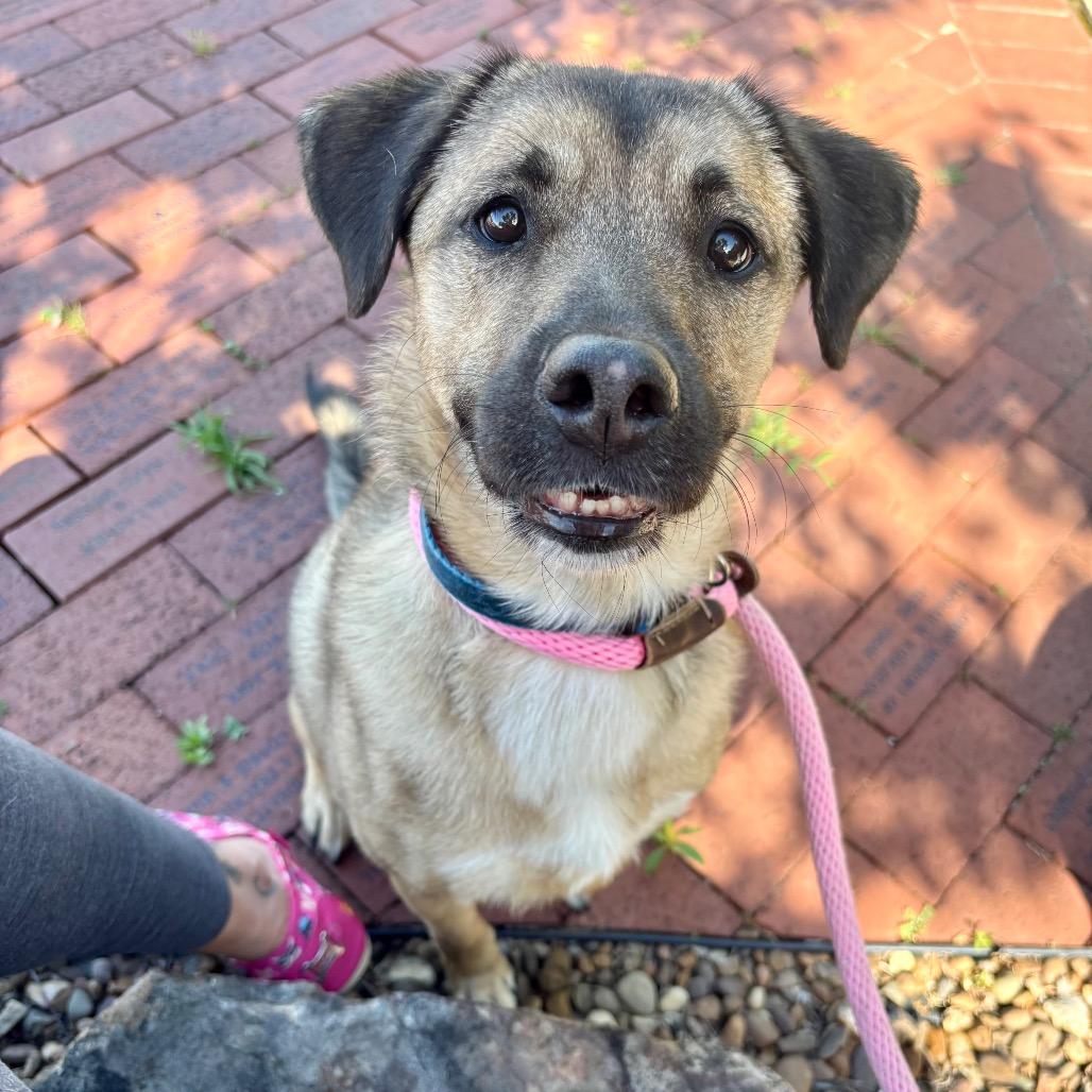 Lucas, Adoptable, Senior Male Mixed Breed.