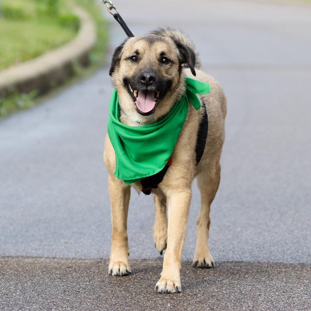 Lucas, a Adoptable Mixed Breed in Evansville, IN image 2/6