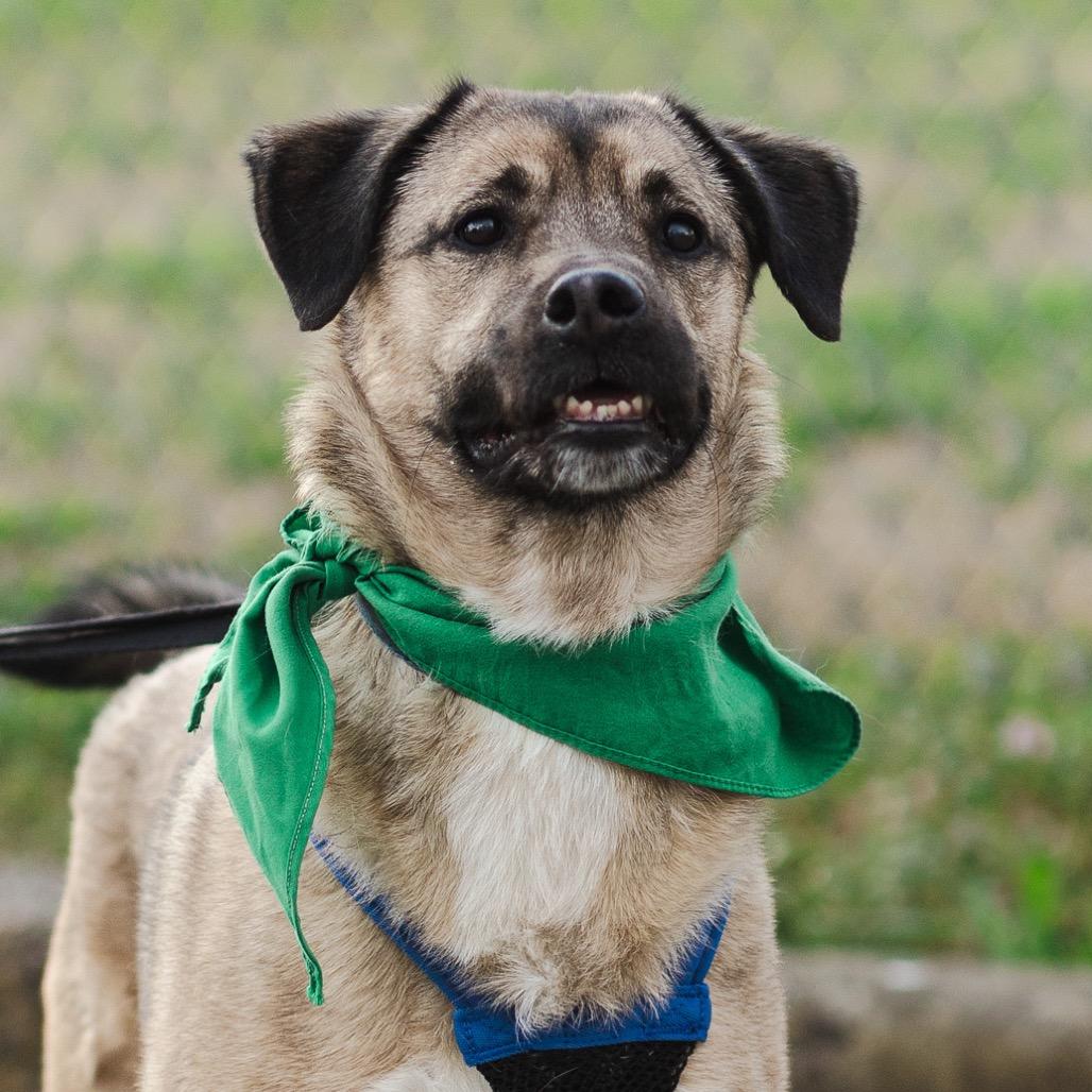 Lucas, a Adoptable Mixed Breed in Evansville, IN image 4/6