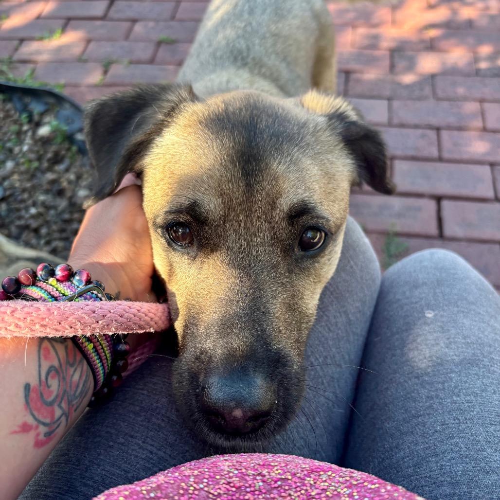 Lucas, a Adoptable Mixed Breed in Evansville, IN image 5/6