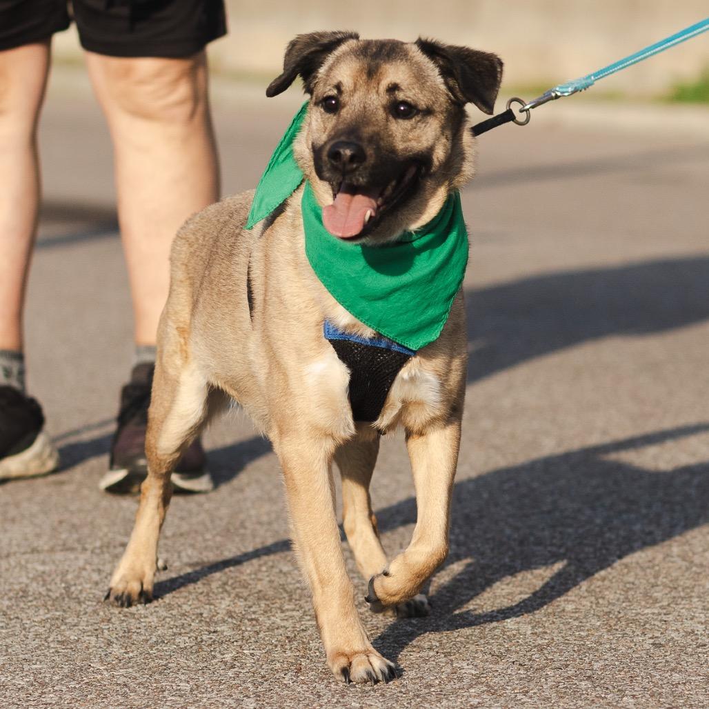 Lucas, a Adoptable Mixed Breed in Evansville, IN image 6/6