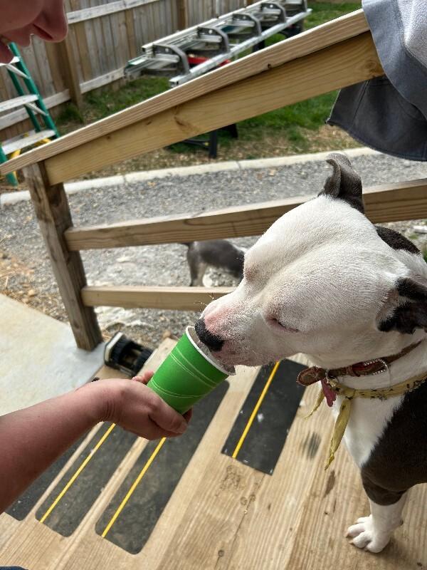 Enlarge Sparkles HW+, a Adoptable Pit Bull Terrier in Chattanooga, TN image 1/3