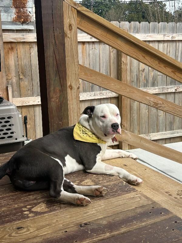 Enlarge Sparkles HW+, a Adoptable Pit Bull Terrier in Chattanooga, TN image 2/3