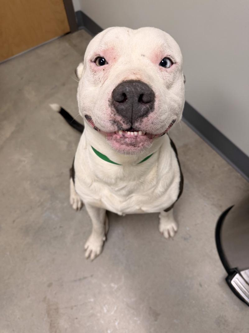 Enlarge Sparkles HW+, a Adoptable Pit Bull Terrier in Chattanooga, TN image 1/1