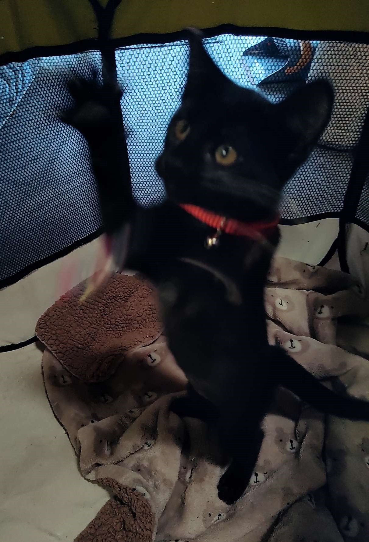 Cinder, Adoptable, Young Female Domestic Short Hair.