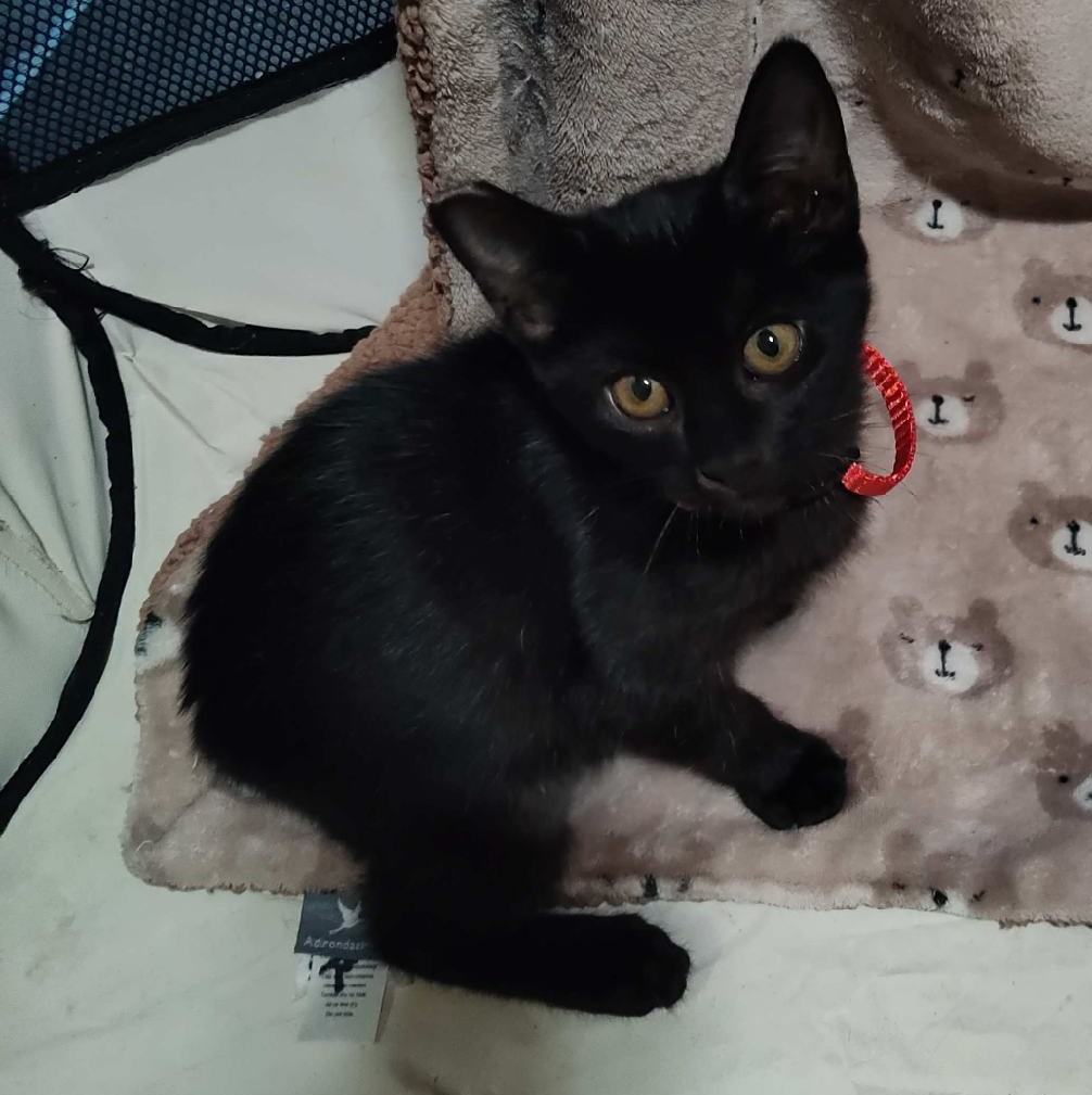 Enlarge Cinder, a Adoptable Domestic Short Hair in San Pedro, CA image 2/2