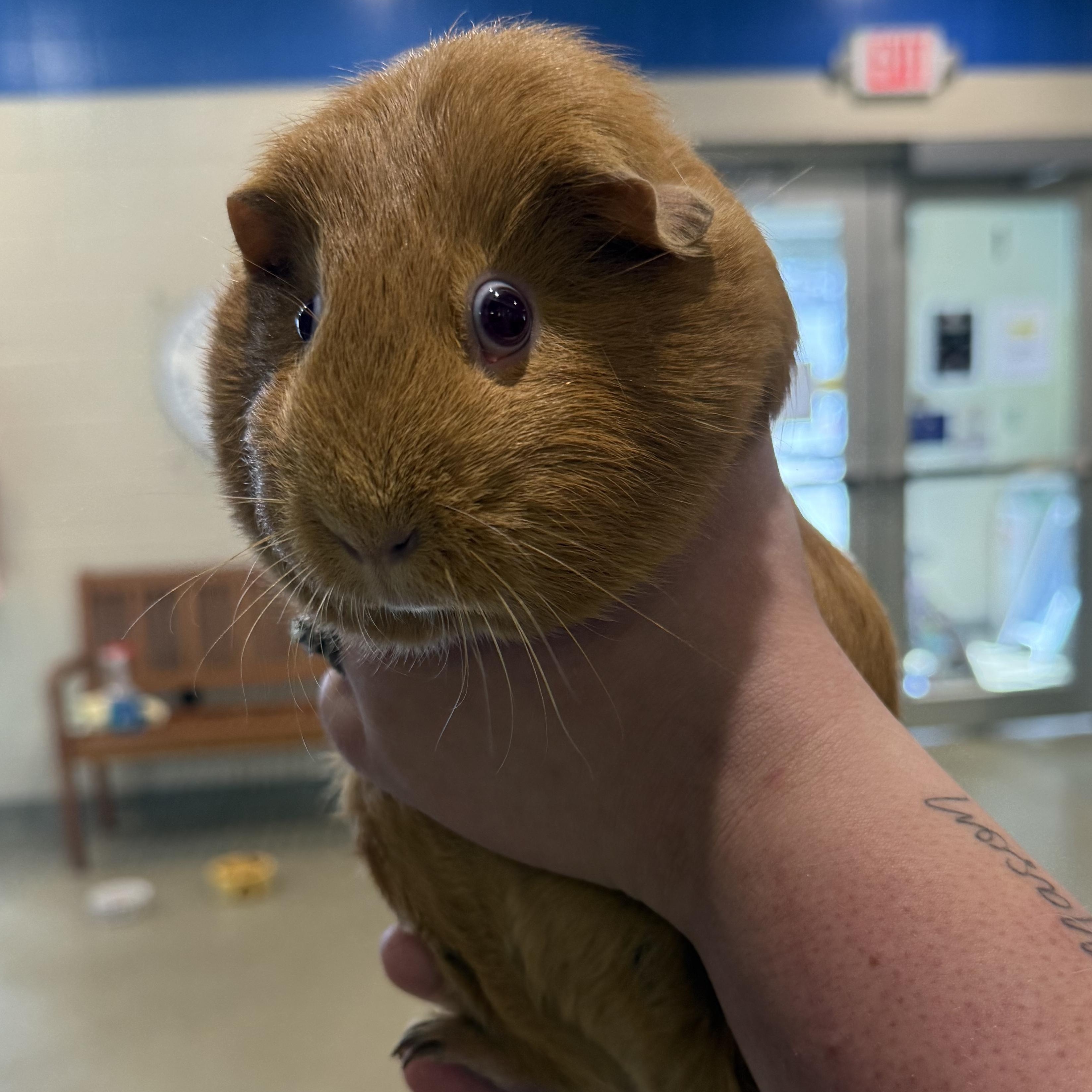 Enlarge Beth , a ADOPTABLE Guinea Pig in Kearney, NE image 1/1