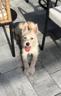 Enlarge Peanut, an adoptable mixed breed in Longwood, FL image 2/6