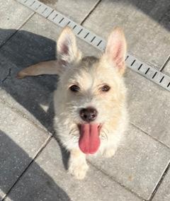 Enlarge Peanut, an adoptable mixed breed in Longwood, FL image 1/6