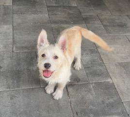 Enlarge Peanut, an adoptable mixed breed in Longwood, FL image 4/6