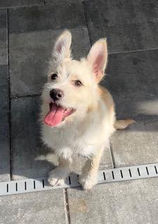 Enlarge Peanut, an adoptable mixed breed in Longwood, FL image 5/6